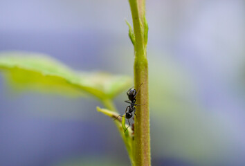 Fourmi noire sur une branche 