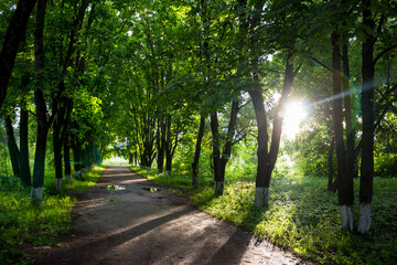 Picturesque maple alley during sunset