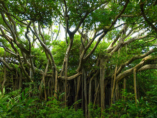 Banyan tree