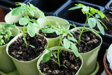 Seedlings growing in plastic cups at home kitchen