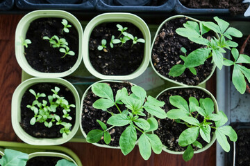 Seedlings growing in plastic cups at home kitchen