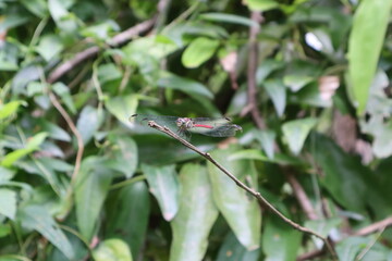 Dragonfly on a branch red skipper nature