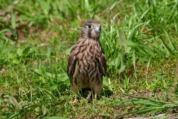 巣立ち直後に草むらの中でくつろぐチョウゲンボウ幼鳥