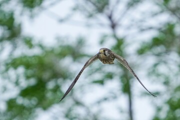 グリーンバックに餌を探して忙しく飛び回る繁殖期のチョウゲンボウ メス