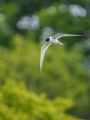 グリーンバックに飛びながら餌を探す繁殖期のコアジサシ