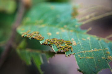 Oruga de polilla palometa alimentándose II