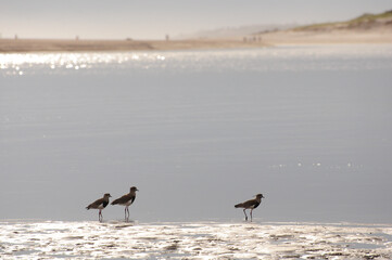 A group of teros (anellus chilensis) standing near the water on the beach in Maldonado, Uruguay