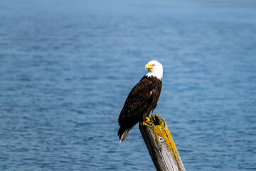 Bald Eagle Sitting by Lake
