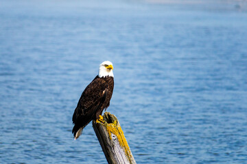 Bald Eagle Sitting by Lake