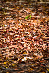 autumn leaves background
