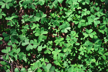 clover leaf on ground
