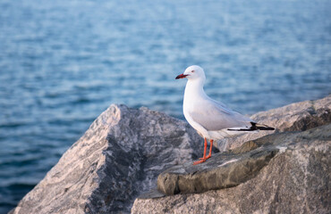 seagull perches on a rock