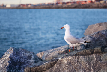 seagull perches on a rock