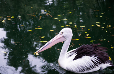 Australian pelican