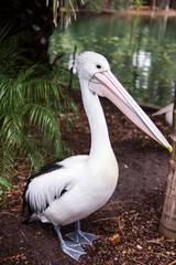 Australian pelican