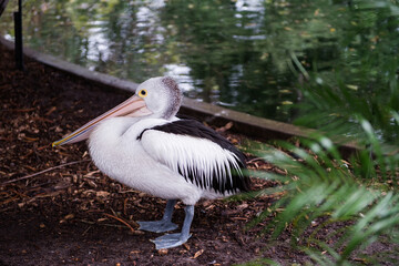 Australian pelican