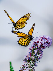 Nature and life