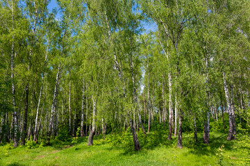 Picturesque birch grove on a bright summer day, trees on a green slope