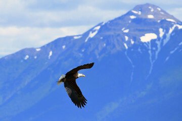An American bald eagle flies along Alaska's Chugach Range carrying freshly gathered nesting...