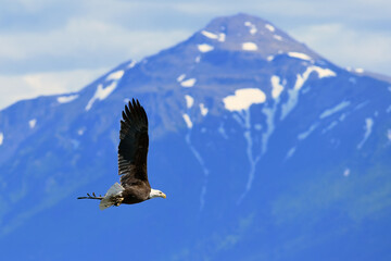 An American bald eagle flies along Alaska's Chugach Range carrying freshly gathered nesting material.