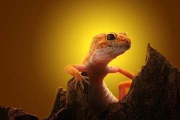 Leopard Gecko on yellow background.Leopard gecko lizard, close up macro