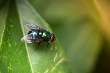 Mosca verde en hoja verde II