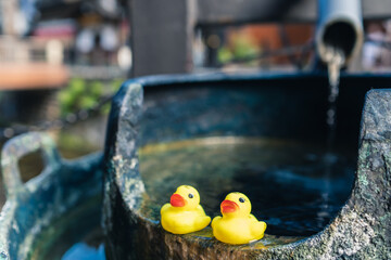 温泉に浮かぶアヒル © fannrei