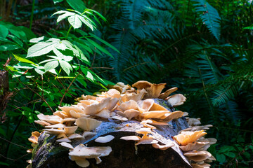 Mushrooms Growing on Fallen Tree - obrazy, fototapety, plakaty