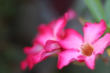 Fototapeta na wymiar desert rose flowers captured in the garden