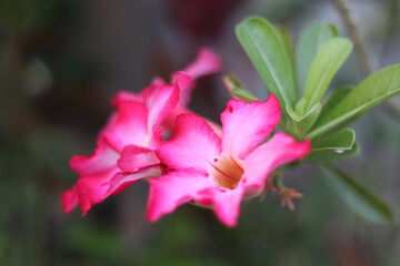 Obraz premium desert rose flowers captured in the garden
