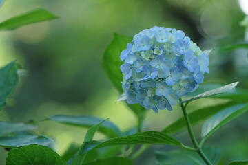 水色の紫陽花1