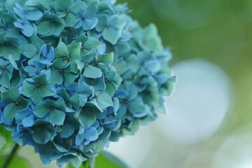 水色の紫陽花アップ1