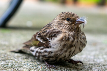 Curious Pine Siskin Takes a Break