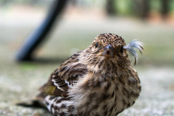 Curious Pine Siskin Takes a Break
