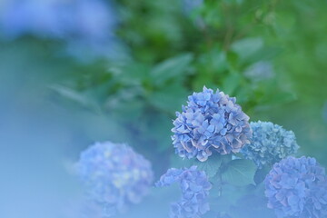 水色と紫色の紫陽花