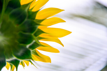 sunflower close up, natural flowers