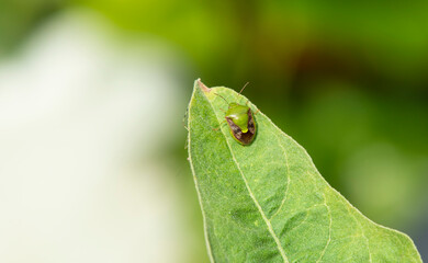 Close up insect on leaf  