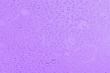 water drops on purple background