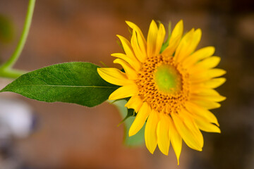 sunflower in the garden