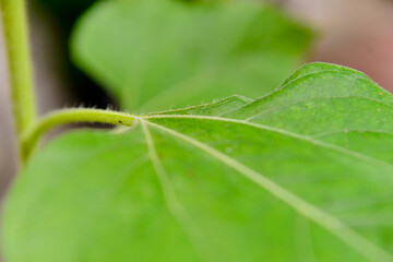Obraz premium macro of a leaf