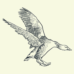 Vintage hand drawn spread wings goose