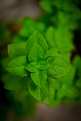 basil, top view, detailed nature texture