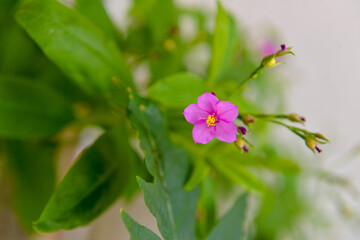 pink flowers in the garden, ornamental flowers, natural flowers