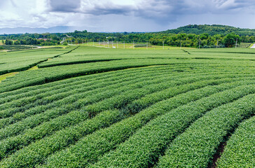 Fototapeta na wymiar Green tea trees growing in orchard on cloud sky background landscape view in northern of Thailand