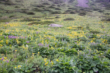 Mountain landscape view in Kyrgyzstan. Rocks, flowers and grass in mountain valley view.