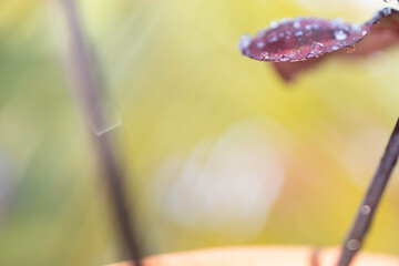 An abstract background that conveys the freshness of nature's water droplets and leaves.