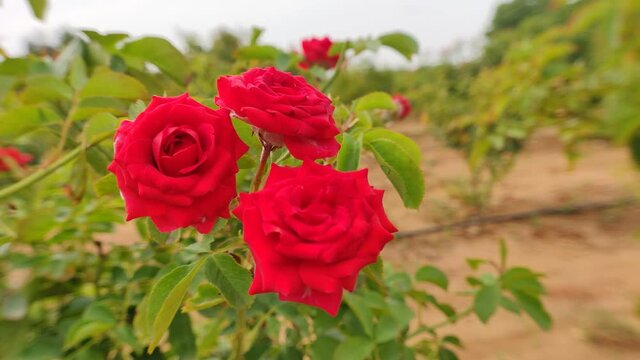 Beautiful red Rose flowers blooming with wind with green and mud background