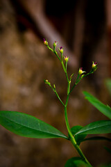 leaf on a tree, natural flowers