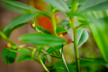 blurred leaves, natural flowers