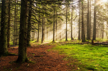 Beautiful morning in the forest. Beautiful morning coniferous forest. Sunbeams in the forest.